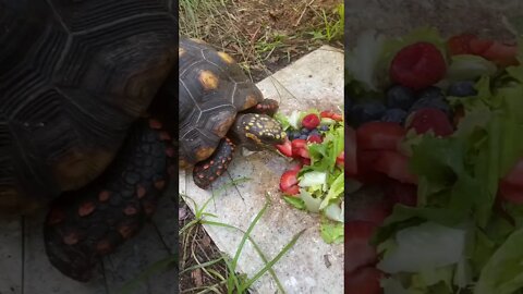 Melon’s Habitat #shorts #tortoiseshorts #melonthetortoise #tortoise #redfoottortoise #mealtime