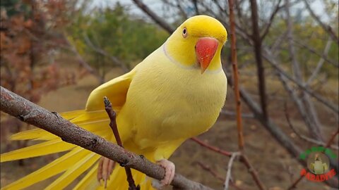 So Cute and So Amazing Green, Yellow and White Indian Ringneck Parrots | Natural Parrot Video