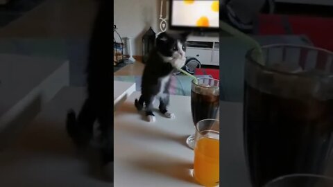 funny kitten