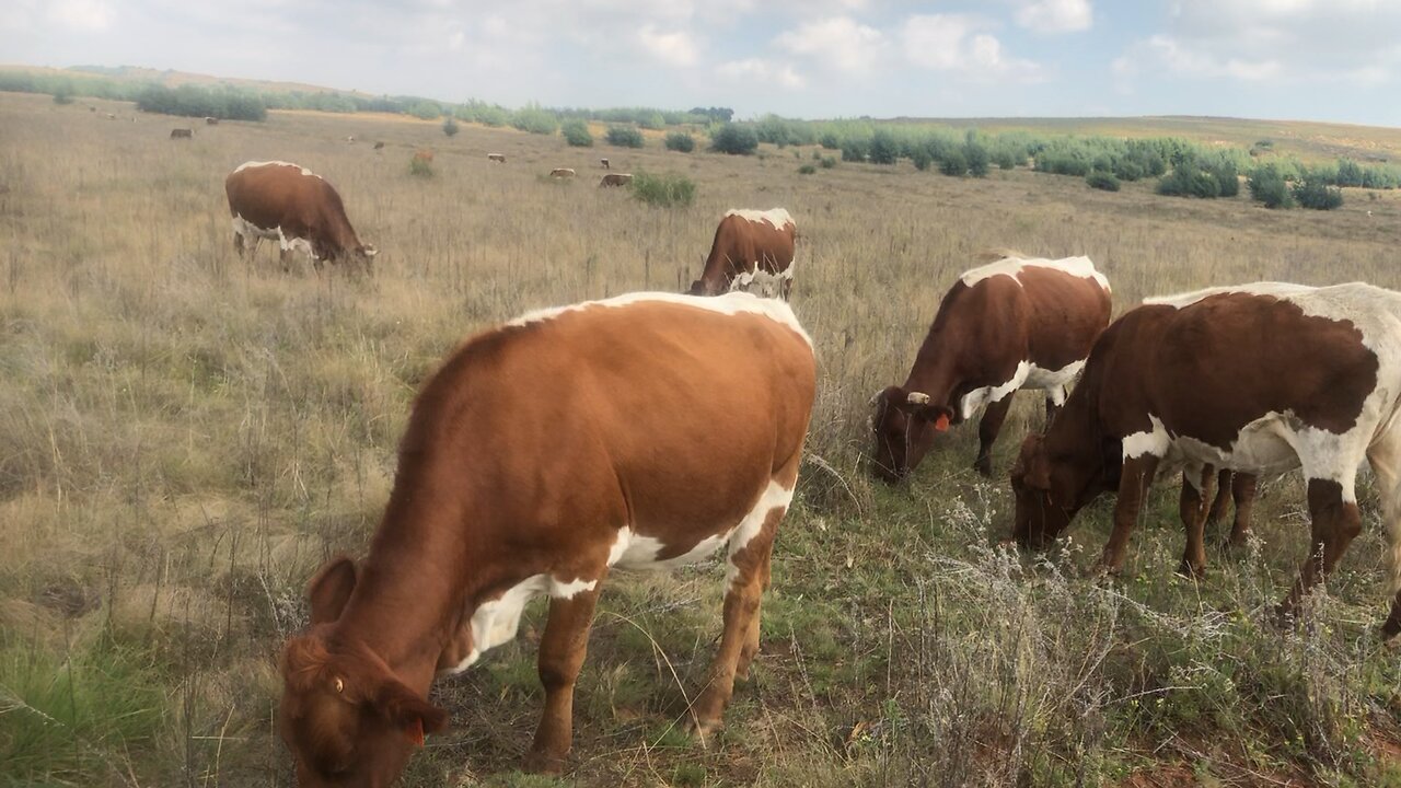 Pinzgauer cows