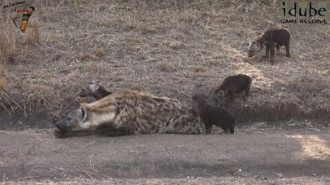 Watching Hyenas, Part 6