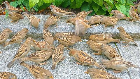 House Sparrows Have Taken to the Streets due to Rice Shortages