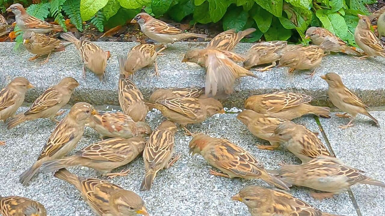 House Sparrows Have Taken to the Streets due to Rice Shortages