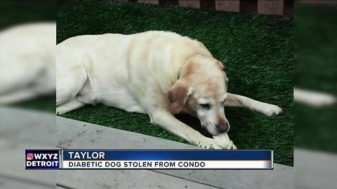 Diabetic dog stolen from Taylor condo