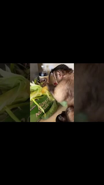 Miss Independent 🌽 #shorts