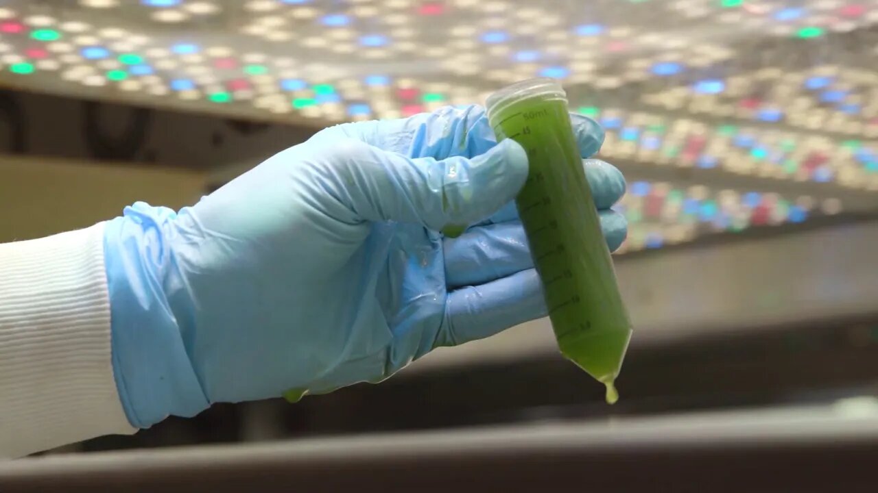 👀 Biomanufacturing Algae for Fuel