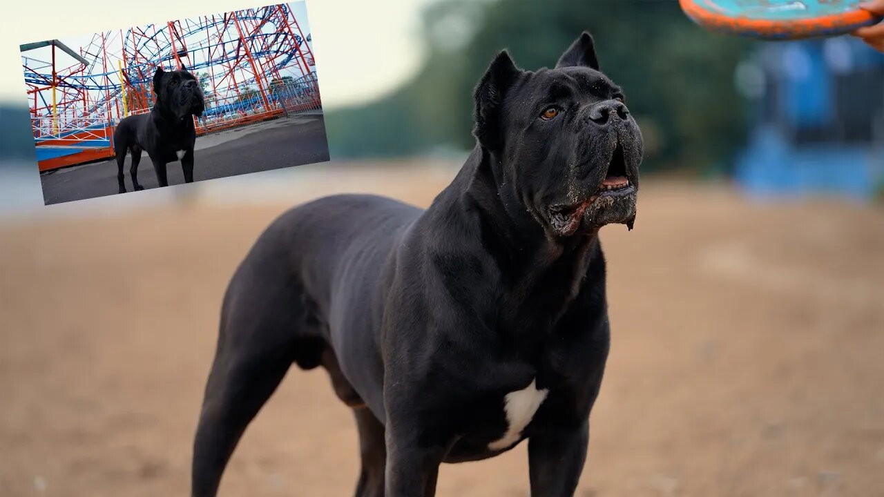 CANE CORSO EXPLORES EMPTY BEACH & AMUSEMENT PARK Raw Vlog