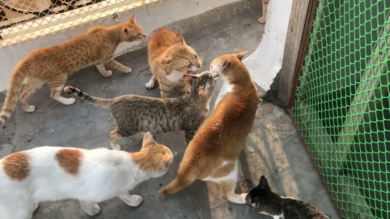 Cat fight extreme sound 😱