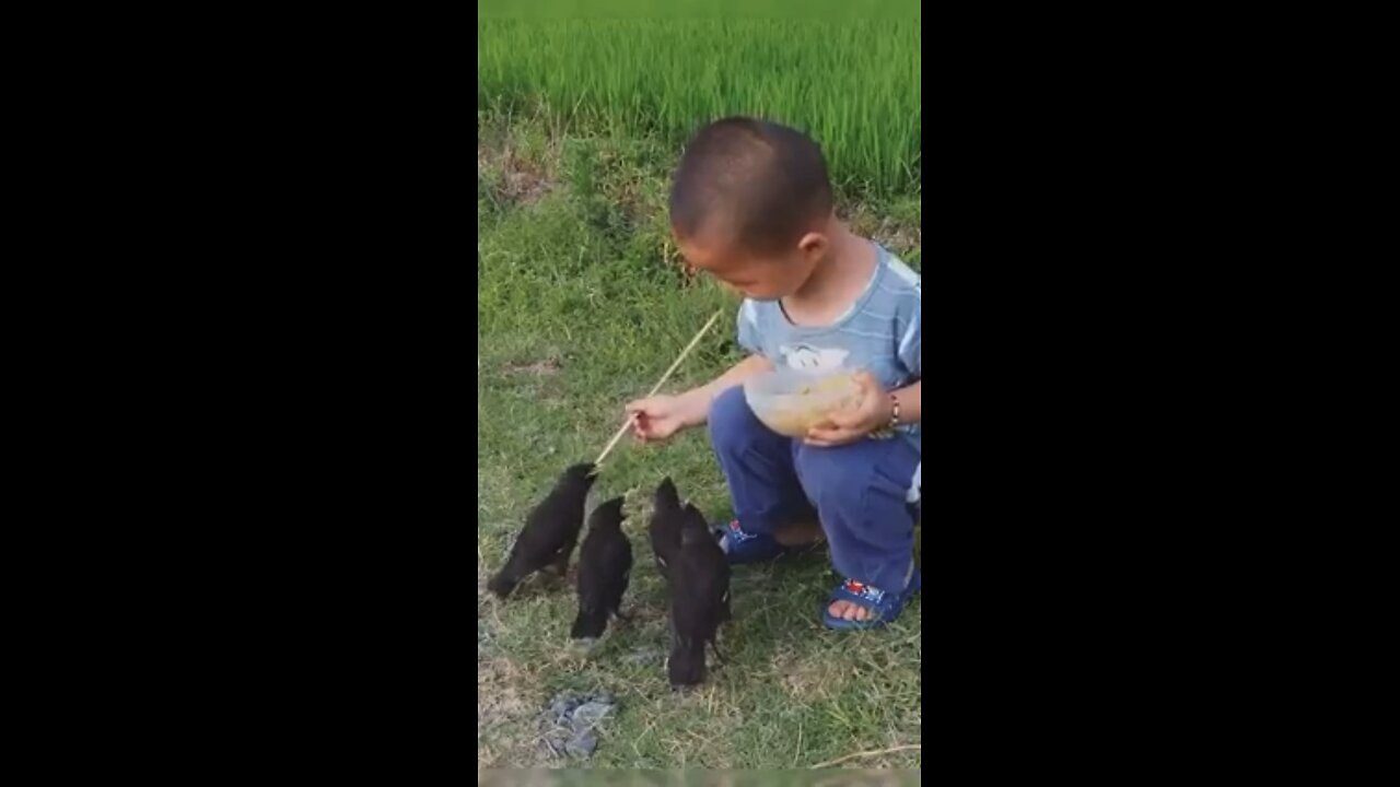 cute birds | funny video