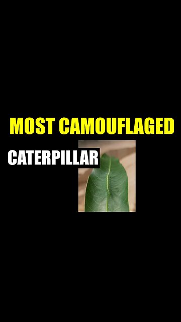 Most Camouflaged Caterpillar