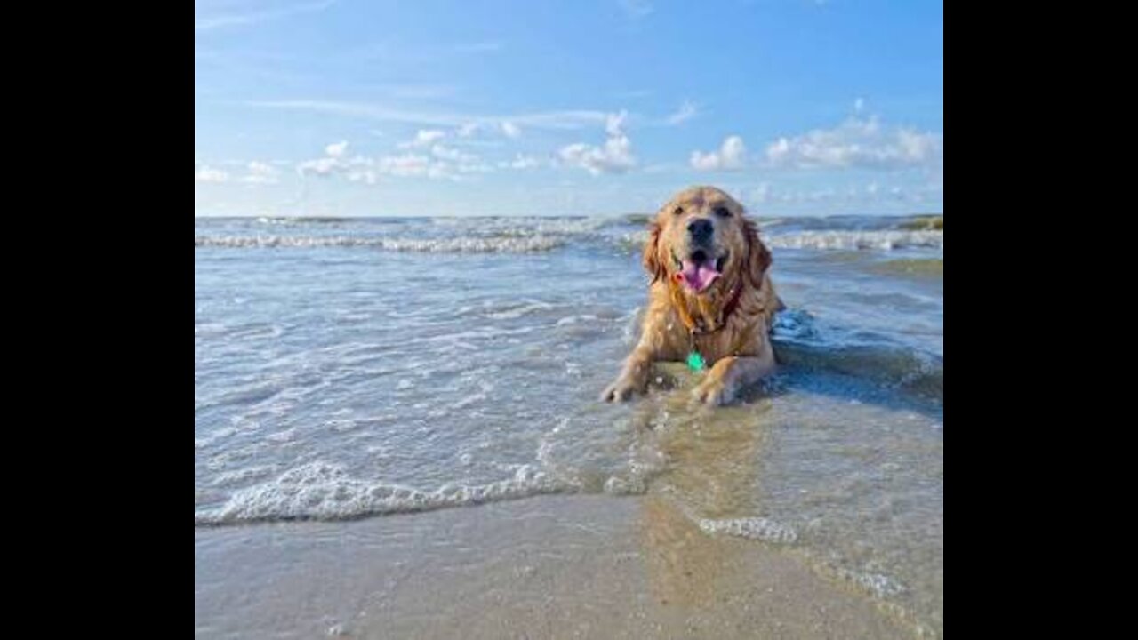 Funny dogs on the beach