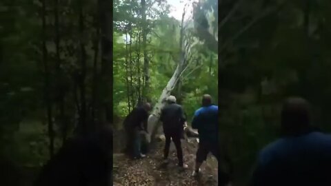 Homem Consegue Ficar de Pé em Cima de Uma Arvore se Movendo #shorts