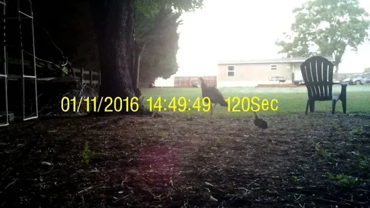 Baby Turks flying in