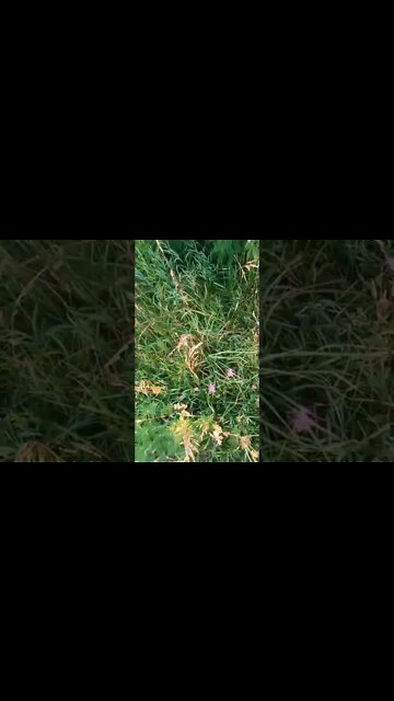 What is edible here? thistle part 1