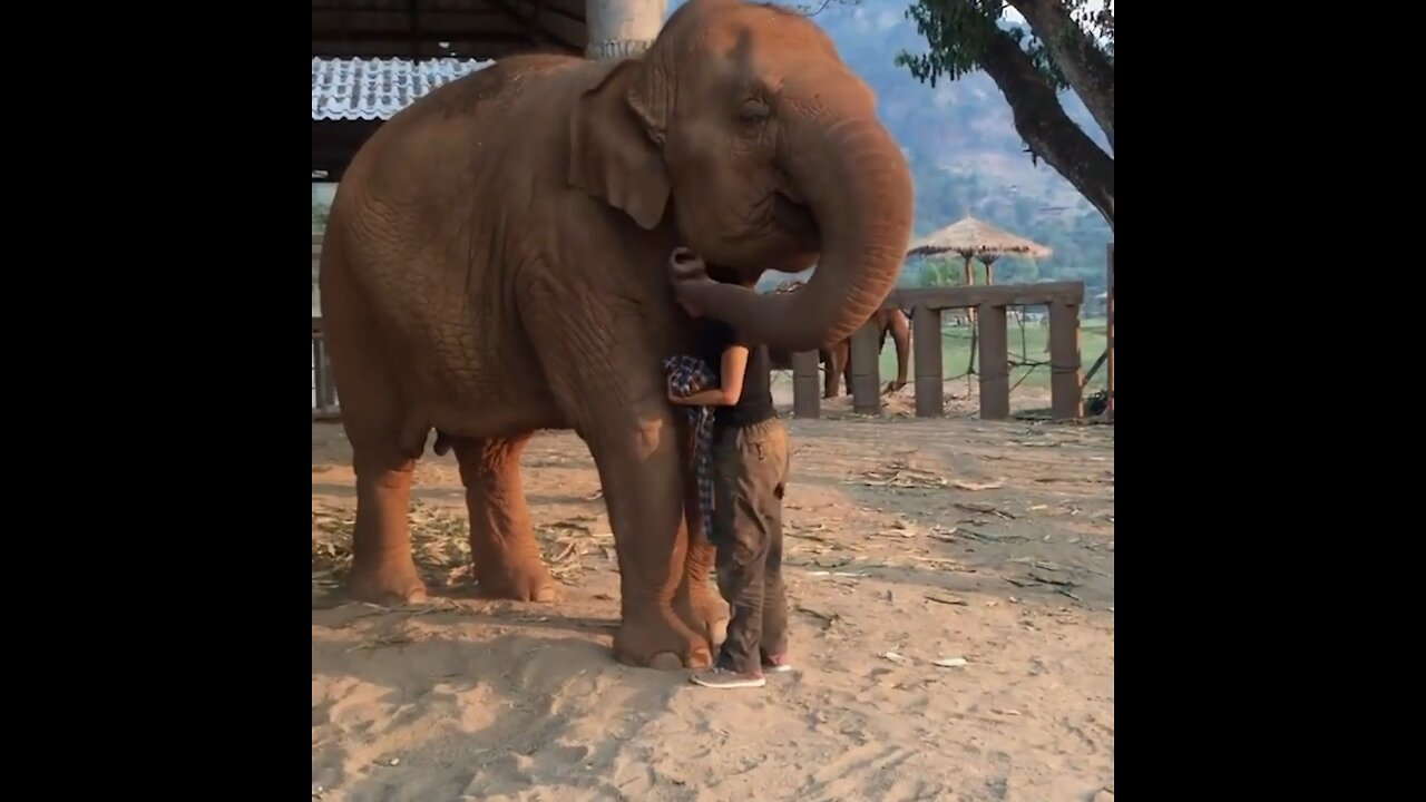 This beautiful elephant falls asleep after lullaby