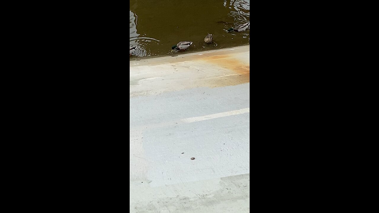 Ducks Are Eating And Drinking At The Same Time #subscribe #duck #drink #viral #shorts