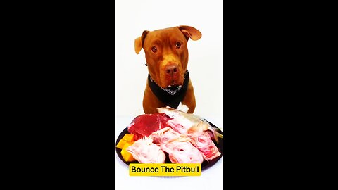 Pitbull the dog is having meal