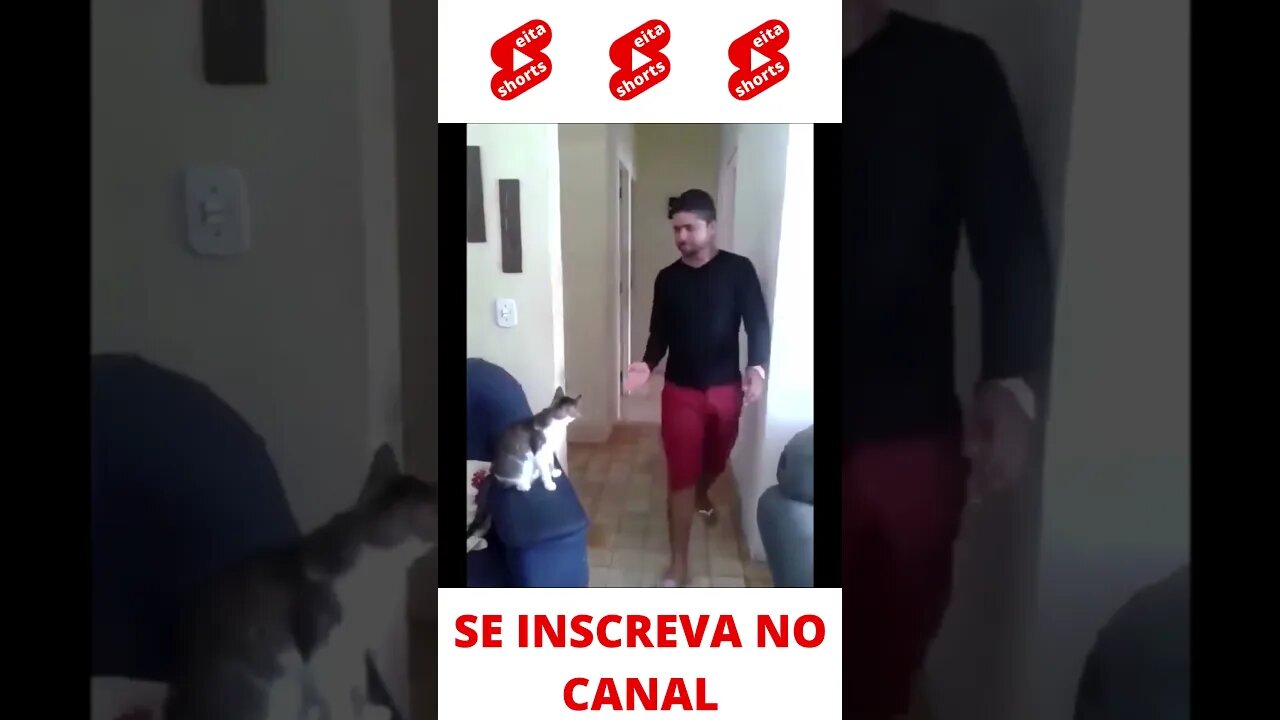 Gato cumprimentando kkk #shorts
