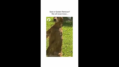 Dog needs a nap