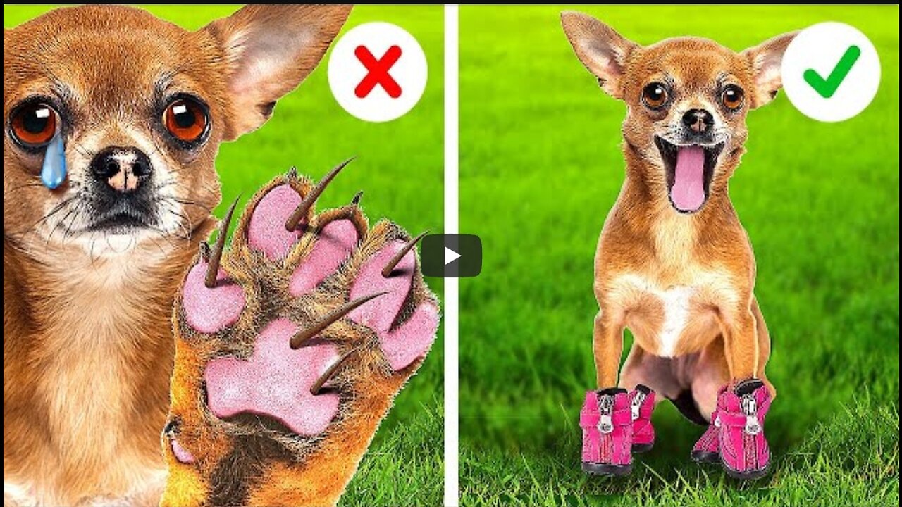 EMERGENCY HACKS for PET OWNERS || USEFUL HACKS AND GADGETS for SMART PET LOVERS