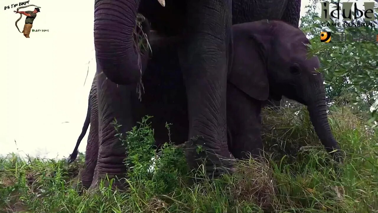 Elephants Play On A Termitarium