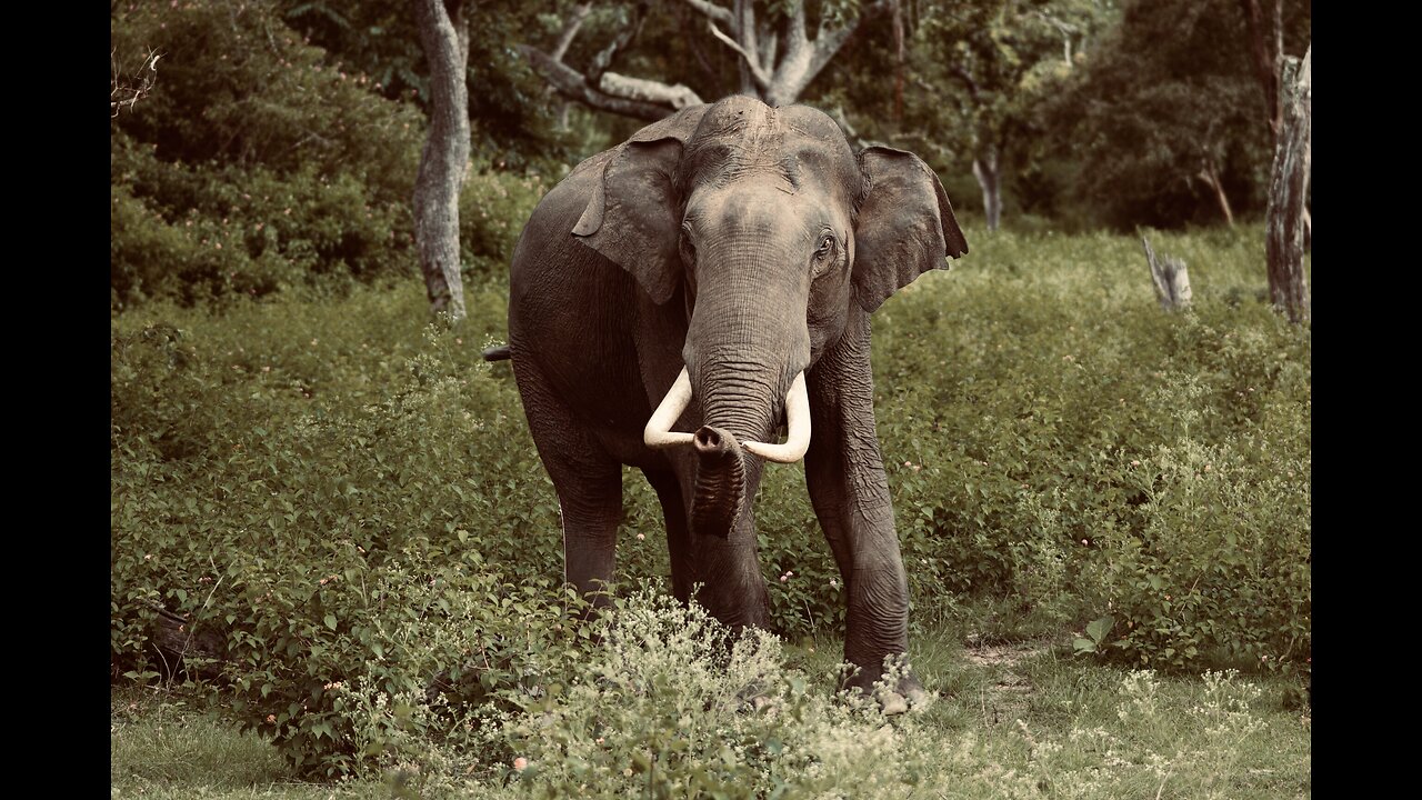 5 Fun Facts About The Indian Elephant