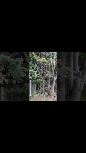Blue Jay bird in Canada