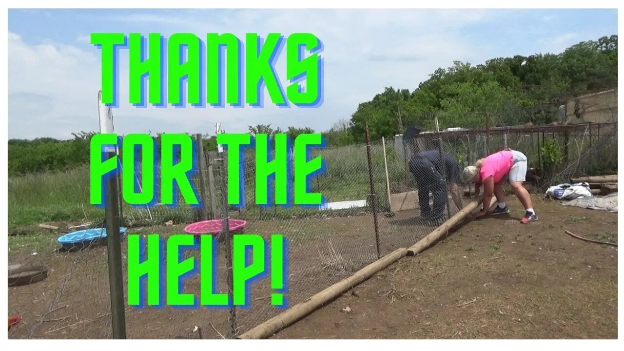 Moving the Birds Out of the Garden Area They Prepared for Us