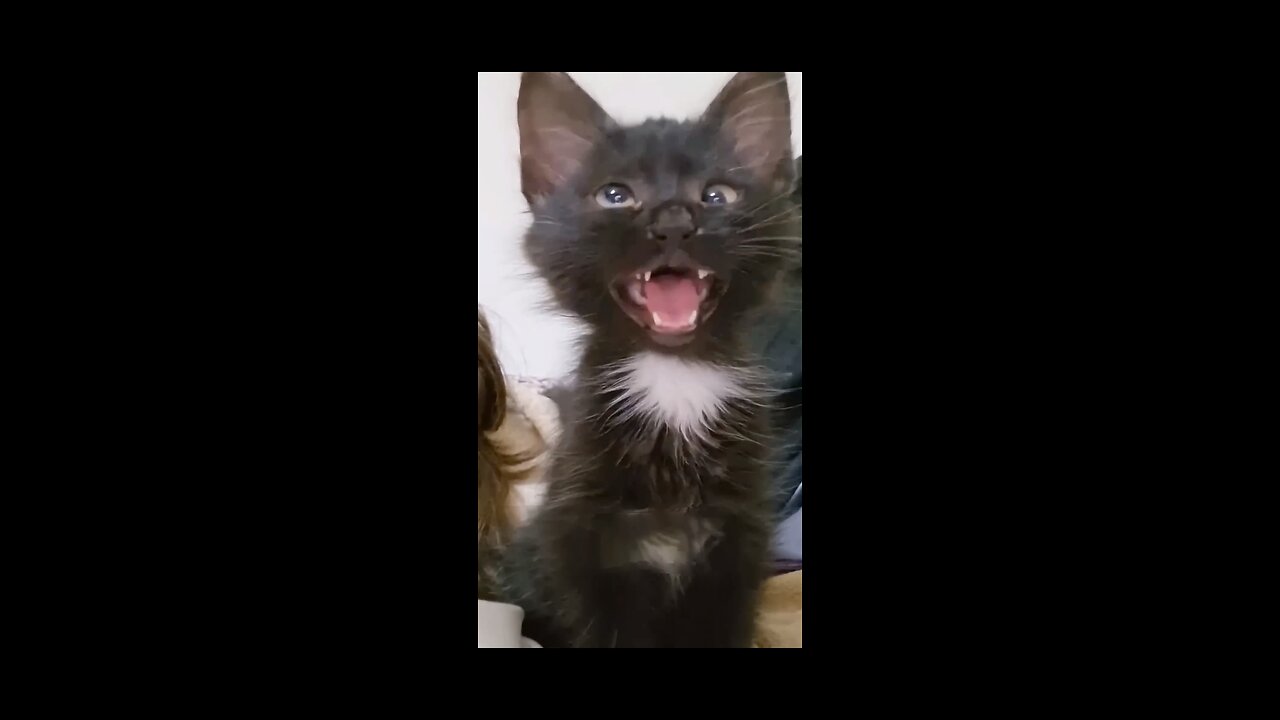 Funny cat 🐈😺