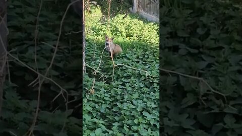 🦊London urban fox hiding in an overgrown garden