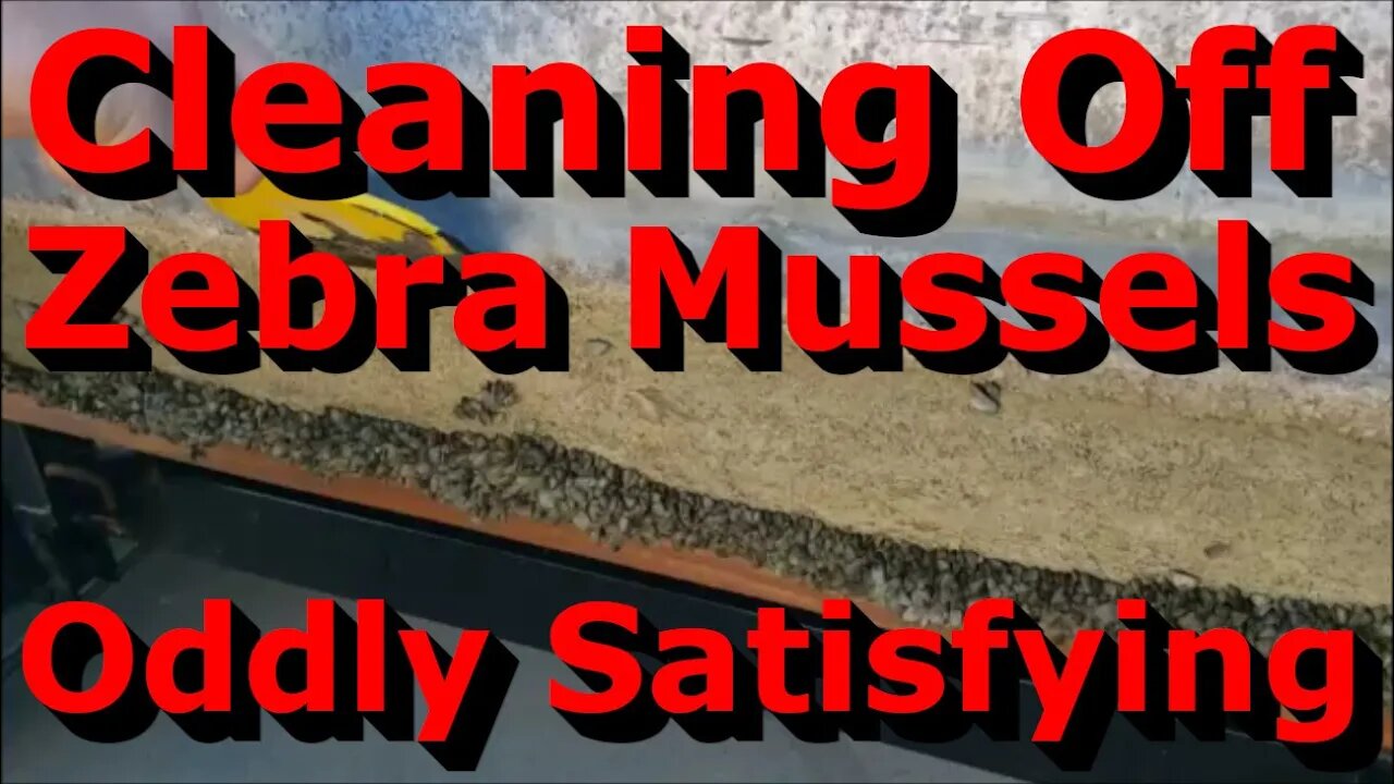 Oddly Satisfying Video - Cleaning Zebra Mussels Off Pontoon Boat