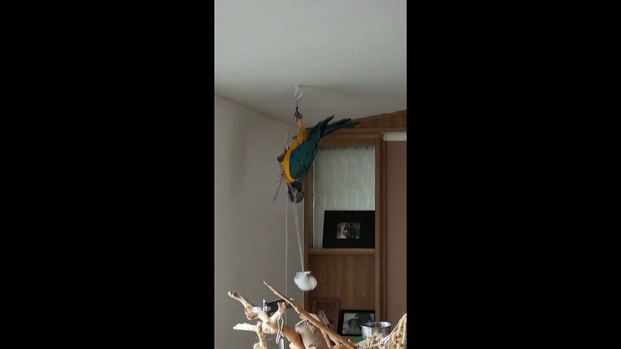 Aero playing on hanging toys