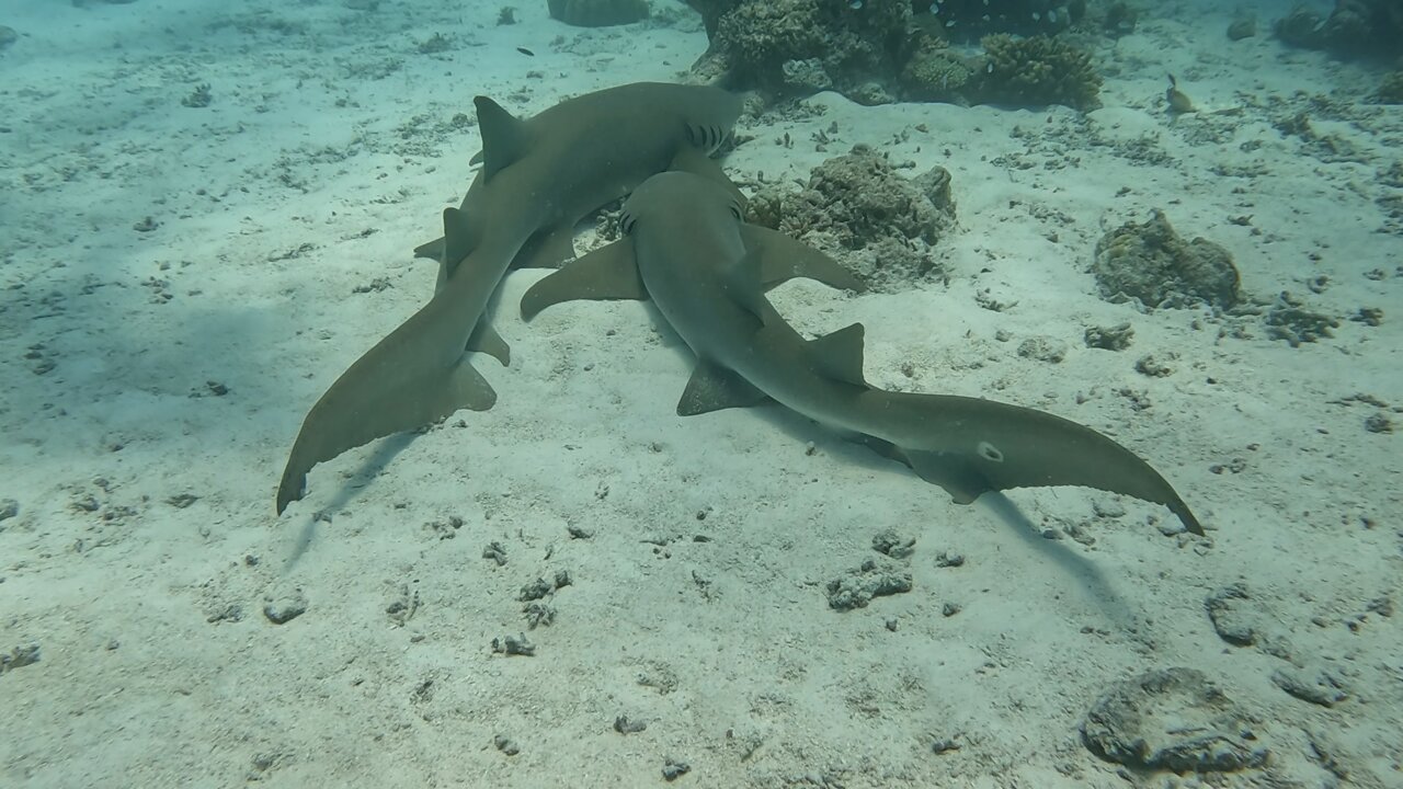 Sleeping nurse sharks cuddle up in the Maldives