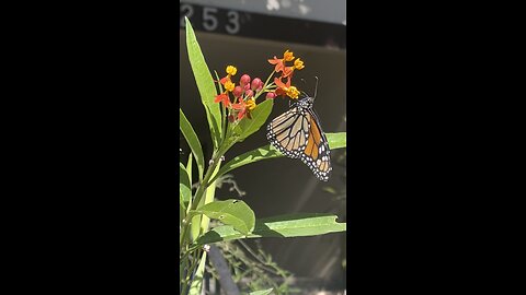 Butterfly enjoying sunny day