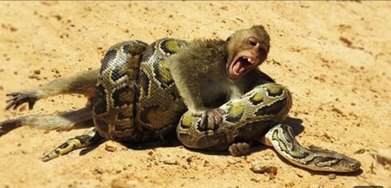 Big Python Hungry Monkey Monkeys See Big Snake Very Shout Out They Are Try Sitting Look Python