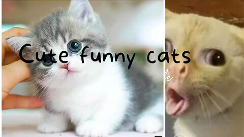 Cute funny cats video