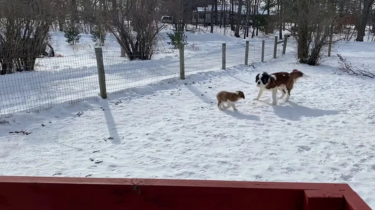 Freezing cold and the dogs refuse to come inside- St. Bernards love the cold weather