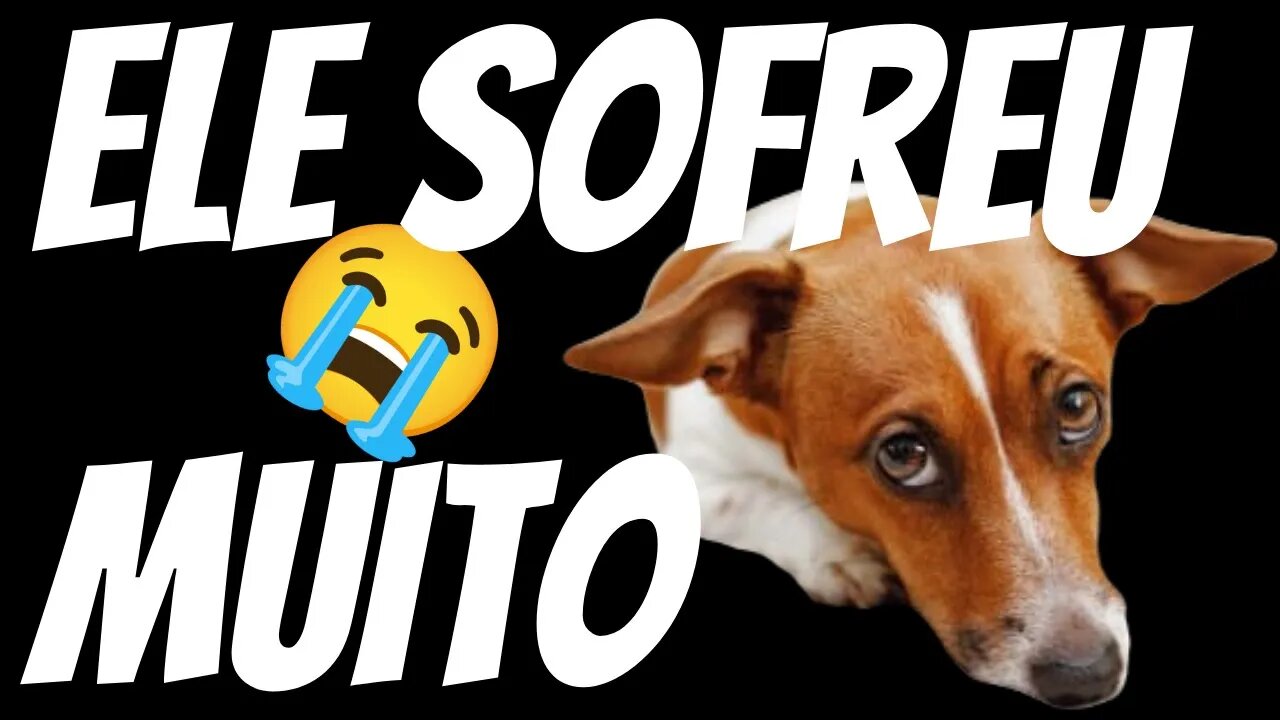 #shorts animal sofreu muito - médico pode pegar até 5 anos de prisão