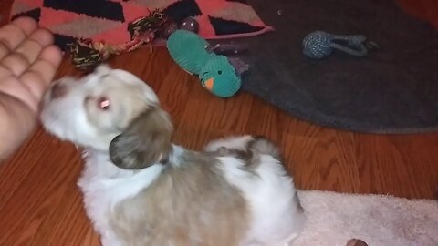I Litter...Going Home this weekend(5)