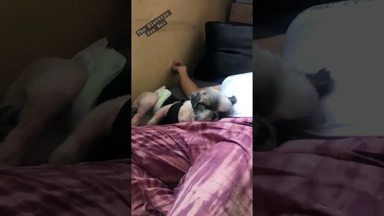 Does your Shih tzu loves Electric fan? Check this out