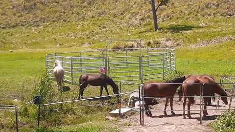 Dynamics between two mares who jostle daily. No back end business this time, more subtle cues.