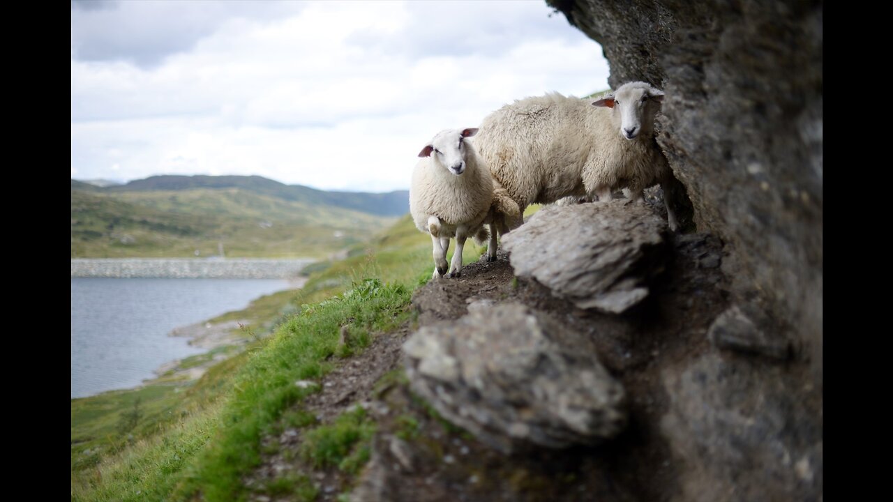 Sheep help you sleep with Relaxing Music (Meditations)