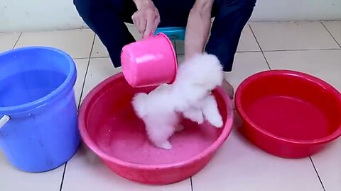 First Cute Pomeranian Puppy Bath | Funny Dogs Puppies | Min Puppy