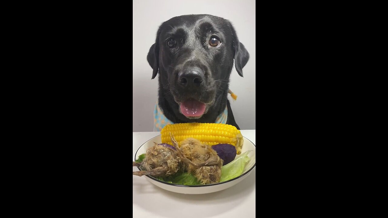 🌽 Rusty Corn-Nibbling Skills of a Labrador! 🐶🐶🐶