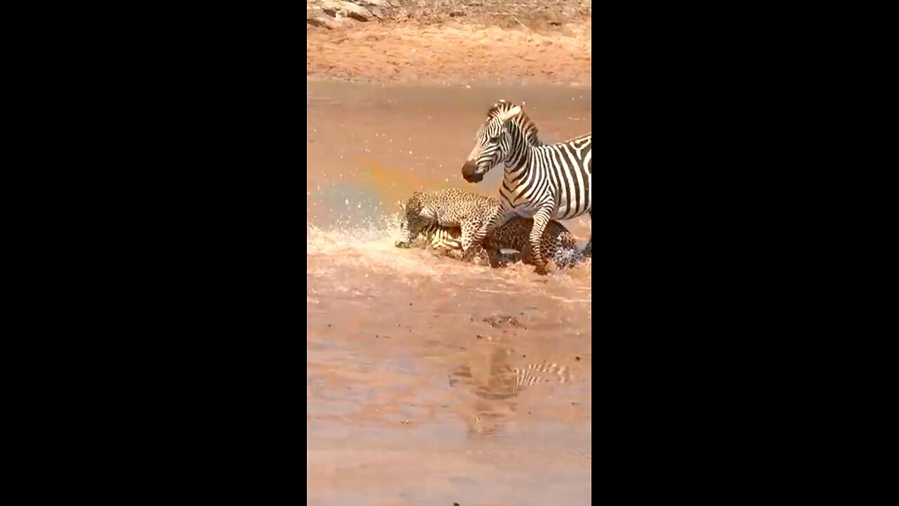 mother zebra tries to fight for her baby