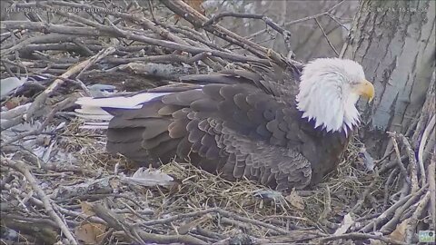 Hays Eagles Egg 2 is here! 2 14 22 16:07:45 reveal 16:34