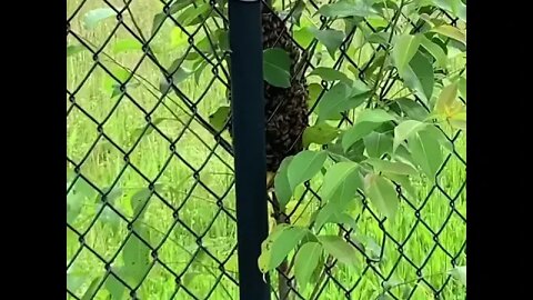 Honey Bee Swarm