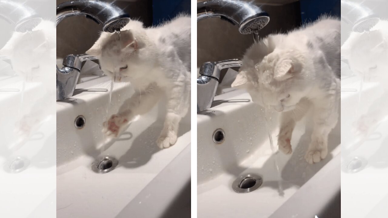 Thirsty kittens - Cute actions - Funny cats