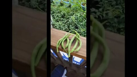 Garden update and believe it or not small harvest too yahoo