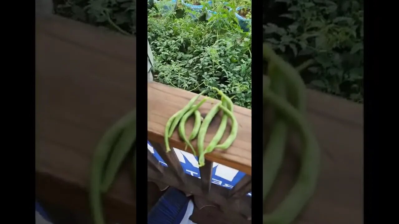 Garden update and believe it or not small harvest too yahoo